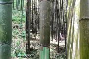 【韓国人として恥ずかしい・国の恥さらしだ】京都嵐山の名所・竹林を台無しにした“ハングルの落書き”