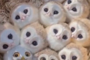 【悲報】フクロウの赤ちゃん、怖い【動画】