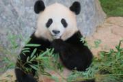 【画像】アメリカで痩せ細ったパンダ、無事中国に帰国