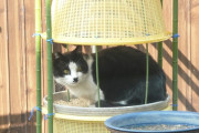 今まで５野良にゃんが出入りしていた。内２にゃんは冬場にキャットホテルにご滞在。新顔の鉢割れ出現。