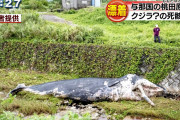 台風のせいで川にクジラが打ち上がる　マッコウの幼体か　沖縄