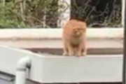 【ネコ】 窓の外を見ると隣の家の屋根に猫がいた。この距離なら楽勝にゃ♪ → さすが猫ですね…