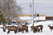 【北海道】苫小牧西小付近でシカの群れ再び・・・