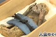 【悲報】岡山の人魚のミイラ、ただの作り物だった