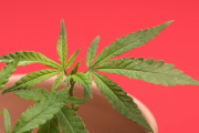 【動画】アメリカで大麻をやりすぎた女の末路がこちら