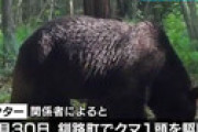 【速報】 牛66頭を襲ったヒグマ「OSO18」 ついに駆除される　DNA鑑定で確定 「知らずに駆除」 釧路町の牧場で