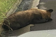 【北海道】高速道路にヒグマの死体…そばには子グマが