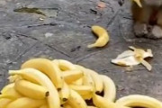 【悲報】子猿さん、バナナの争奪戦に参加できずに右往左往してしまうｗｗｗｗｗｗｗｗｗ