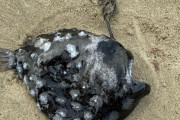 不気味な容姿をした深海魚、アメリカの海岸に打ち上げられているところを発見される（画像あり）