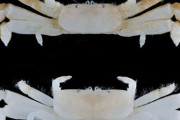 【生物】　小笠原で発見の新種カニ、ペタンココユビピンノなどとふざけた名前を付けられる