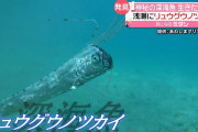 【緊急】静岡では見慣れない深海魚「リュウグウノツカイ」が生きたまま発見されてしまう