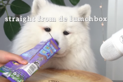 「この子チョー可愛い！」大人気のサモエード犬がASMRに挑戦！  海外の反応