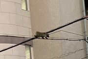 【悲報】タヌキさん、電線の上を歩いてしまうｗｗｗｗｗｗｗｗｗｗｗｗｗｗｗｗ