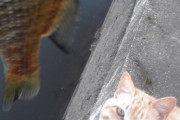 【GIF】猫って魚食ってたら寄ってくるよなwww