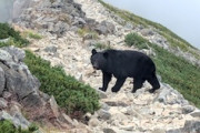 【動画】鹿島槍ヶ岳で人馴れした子連れのクマさんと遭遇した。