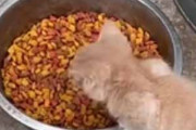 ネコたちが２つのボウルでゴハンを食べていた。こっち誰にもあげない！ → 食いしん坊な子猫はこうします…