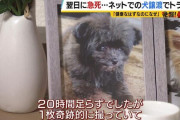 ジモティーで引き取った子犬、翌日に急死してしまう