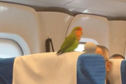 X民「迷いインコを探しています。近辺を探しても見つかりません；；」 → まさかすぎる場所で発見され無事救出ｗｗｗｗ