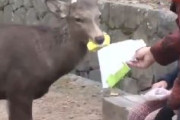 【これは酷い】中国人、シカにゴミを食べさす「ワハハハ、勝手に食べているんだよ」　死亡したシカの胃からは4キロ以上ものゴミが見つかる