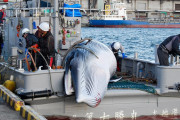 中国人「なぜ日本人が鯨を食べちゃダメなのか論理的に説明できる？」　中国の反応