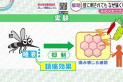 蚊の唾液に鎮痛効果 仕組みを解明　｢唾液は安全なものなので、いろんな動物で成分を分析していくことで、効果があって、かつ安全な‥
