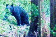 【捏造】朝日新聞「ツキノワグマに遭遇した女性が思わず撮影」した写真、盗用だとバレて記事ごと削除ｗｗｗｗｗ