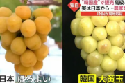 韓国、また日本の新しいぶどう品種をパクる「シャインマスカットがヒットして儲かったので、また日本からパクってみた！」値段は一房6000円