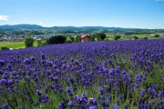 北海道富良野の有名ラベンダー園での体験