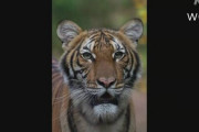 【新型ウイルス】ＮＹ市の動物園でトラが感染 せきや食欲不振 動物園が発表
