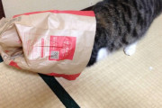 【再掲】紙袋大好きなうちのねこ