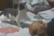 【動画】遊んでほしい子猫が飼い主にかまってと猛アピールする姿が可愛すぎると話題に(*´ω｀*)
