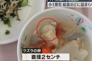 【悲報】教育委員会「給食のうずらの卵で児童が窒息死？じゃあうずらの卵禁止にしよう。」←これ