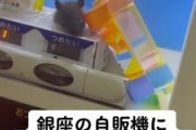 【動画】東京の自販機でネズミが販売される。思ったよりネズミ