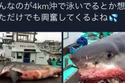 【悲報】三重県の定置網にJAWSがかかる （※画像あり）