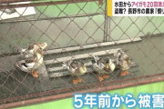 【悲報】 水田からアイガモ20羽が消える　盗難か？