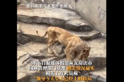 【速報】中国経済危機で動物園職員も6カ月分給料未払い　骨と皮だけになったライオン（動画あり）