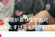 【悲報】無職女さん、「犬を助けて！」とクラウドファンディングで184万円詐欺して逮捕