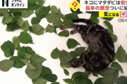 【朗報】猫ちゃんがマタタビをキメるのは”安全”だと証明される