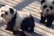 チャウチャウ犬を白黒に塗って「パンダ犬」として展示した中国の動物園に怒りの声