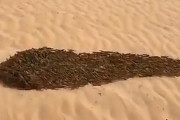 【悲報】バッタの大群、中国の砂漠で熱と風を避けるため塊になって匍匐前進