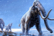 リアルジュラシックパーク！シベリアで出土した100万年前のマンモスからDNAを抽出！
