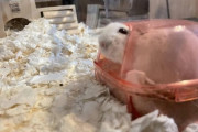 うちのハムスターｗｗｗ（※画像あり）