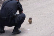 【悲報】警察官さん、仕事中に鳥に夢中になってしまうｗｗｗｗ （※画像あり）