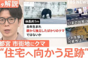 楽韓さん、本日の動向 - 宇都宮の駅近くに熊がｸﾏｰ