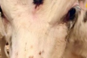 【画像】“第三の目”を持つ子牛がイギリスで見つかるｗｗｗｗｗ