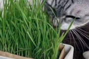 【衝撃事実】「猫がなぜ猫草を食べるのか？」猫研究者によって、その理由がついに判明！　「あれ、吐くためじゃなくて◯◯だったんだ…」