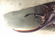【画像】飼ってたヘラクレスオオカブトがついに羽化した