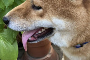 犬を1年ぶりに散歩に連れて行った